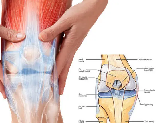 knee joint and sports injuries