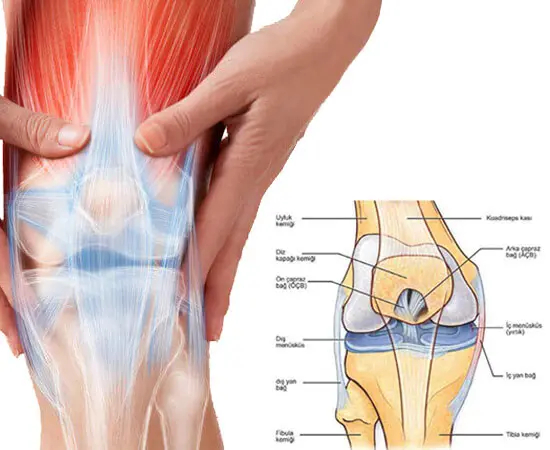 knee joint and sports injuries